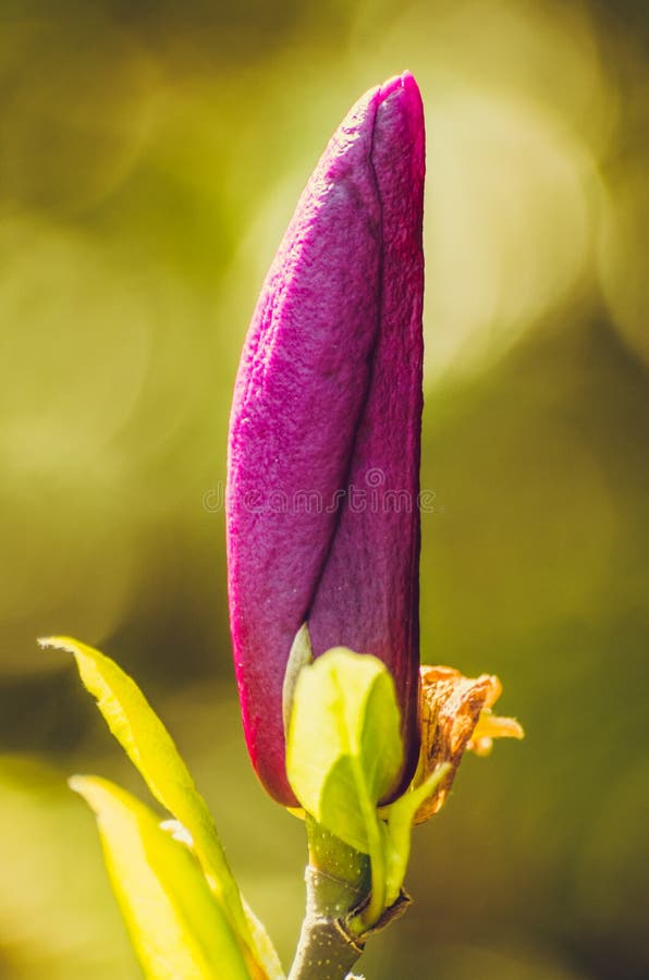 Magnoliaknopp Magnoliaknopp