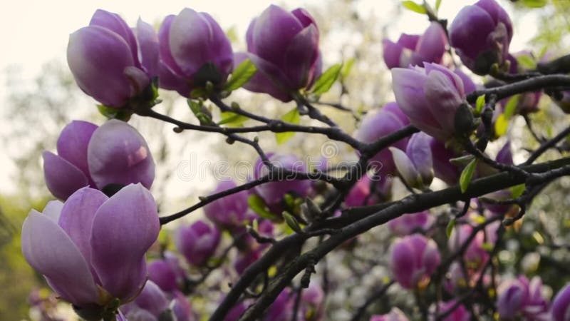 Magnolia flowers blossom on tree branch in the garden. Beautiful Magnolia pink flowering branches against blue sky.