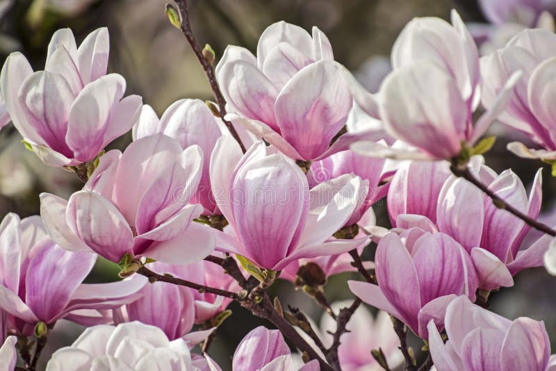 Magnolie blüht Weiß und Rosa lizenzfreies stockbild Magnolie blüht Weiß und Rosa lizenzfreies stockbild