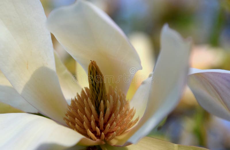 Magnolie Denuta Gere, weiße China-Magnolie stockfotos Magnolie Denuta Gere, weiße China-Magnolie stockfotos