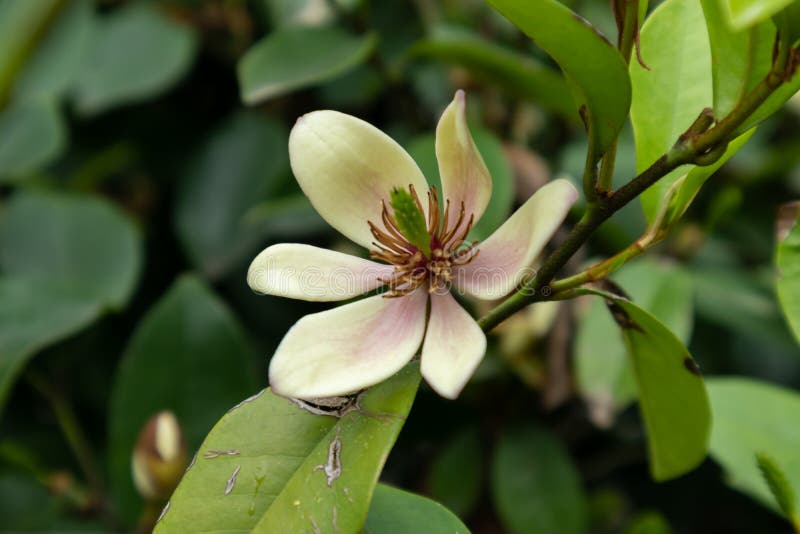 Evergreen shrubs, 2-3 meters tall, bark brown, branched dense; leaf leathery, narrow oval or oval oval, flowering 3-5 months, fruit period 7-8 months. Native China southern Southern China provinces of Guangdong, Dinghu mountain wild, born in shady slope forest. Fragrant flowers, buds moist like jade, incense you Ruo lan. Evergreen shrubs, 2-3 meters tall, bark brown, branched dense; leaf leathery, narrow oval or oval oval, flowering 3-5 months, fruit period 7-8 months. Native China southern Southern China provinces of Guangdong, Dinghu mountain wild, born in shady slope forest. Fragrant flowers, buds moist like jade, incense you Ruo lan.