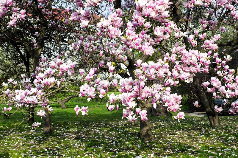 Magnolienbaum in der Blüte im Garten lizenzfreies stockbild Magnolienbaum in der Blüte im Garten lizenzfreies stockbild