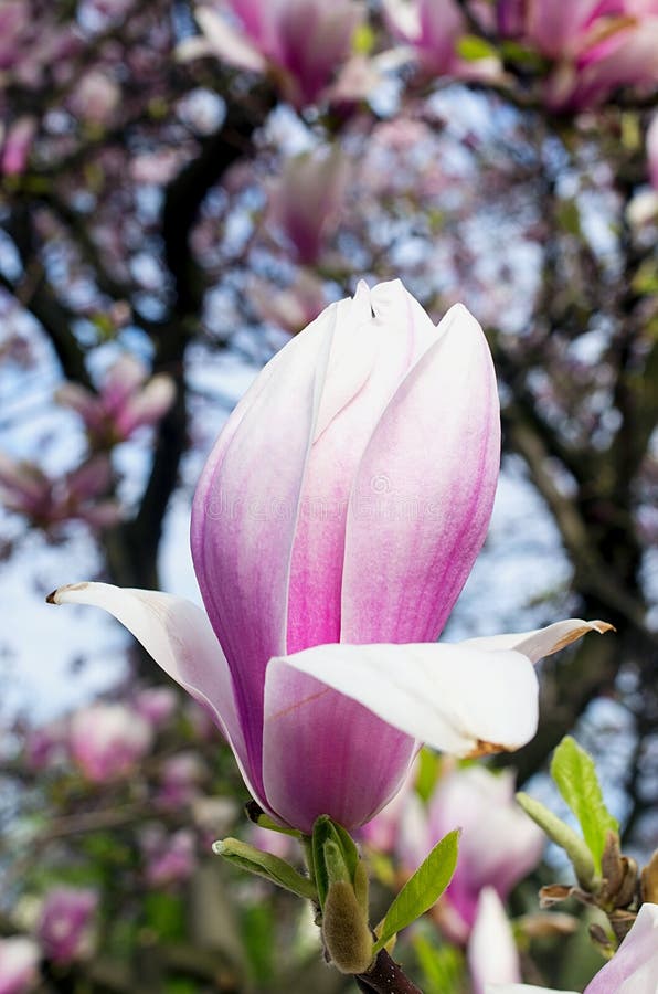 Magnolienblüte im Hintergrund andere Knospen stockfoto Magnolienblüte im Hintergrund andere Knospen stockfoto