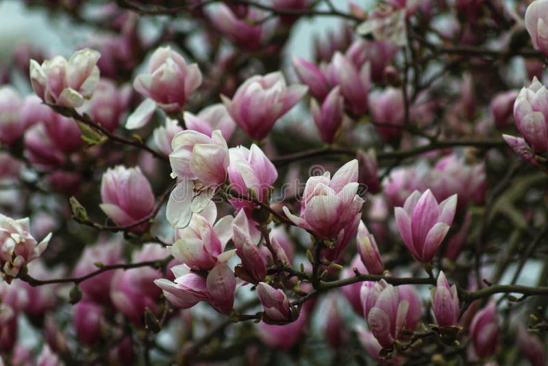 Magnolienblüten im Frühjahr lizenzfreies stockfoto Magnolienblüten im Frühjahr lizenzfreies stockfoto