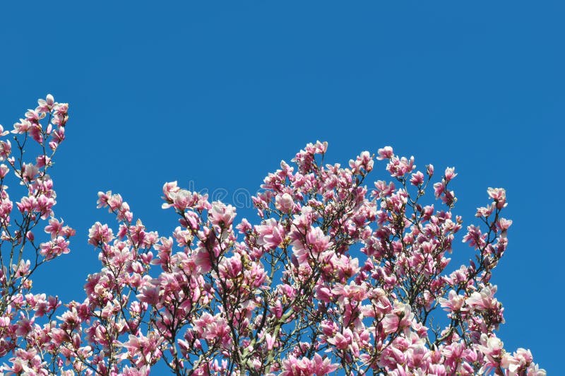 Magnolienknospen und -blumen in der Blüte Detail eines blühenden Magnolienbaums gegen einen klaren blauen Himmel Große, hellrosa lizenzfreies stockfoto Magnolienknospen und -blumen in der Blüte Detail eines blühenden Magnolienbaums gegen einen klaren blauen Himmel Große, hellrosa lizenzfreies stockfoto