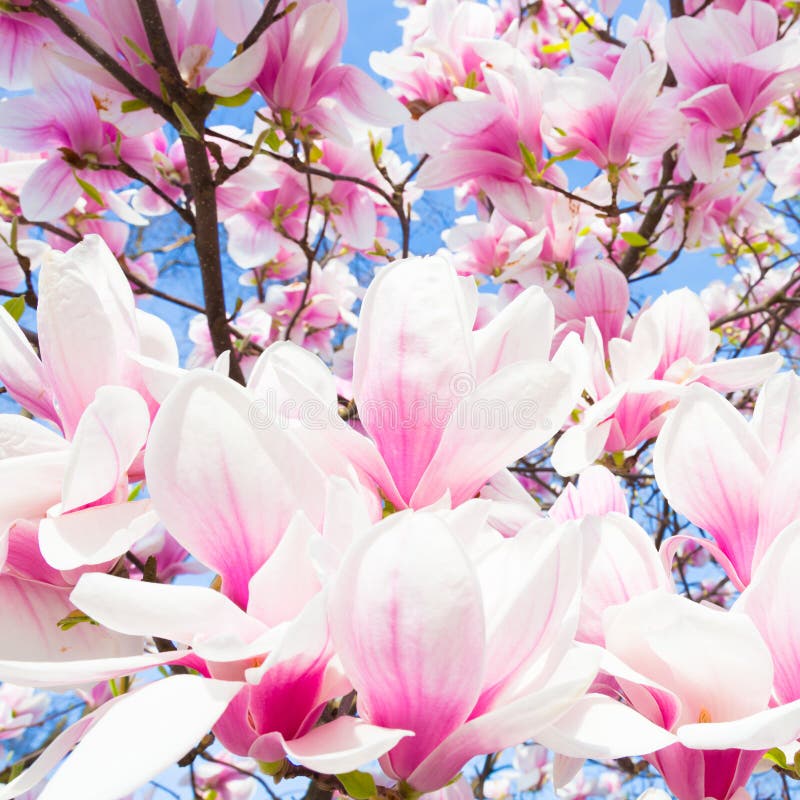 Magnoliowy drzewny okwitnięcie. obrazy royalty free
