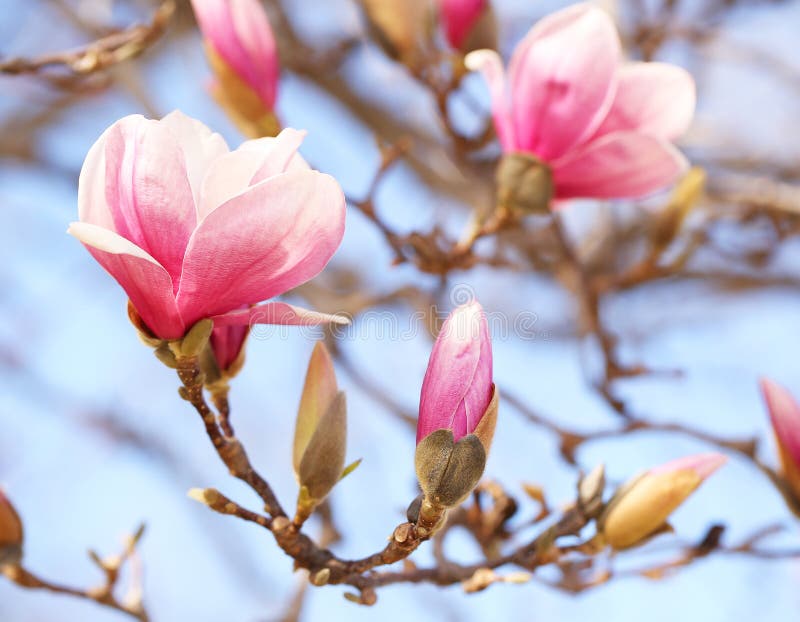 Magnoliowy drzewny okwitnięcie obraz stock