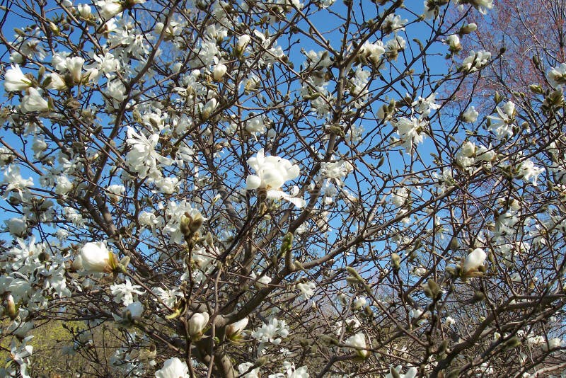 Magnoliowy drzewo zdjęcia stock