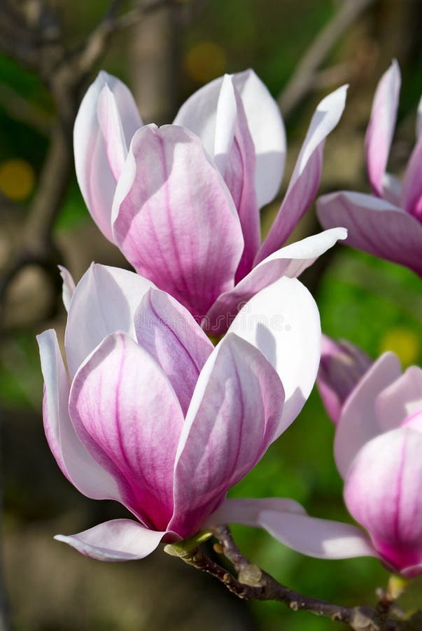 Magnoliowy drzewo obrazy stock