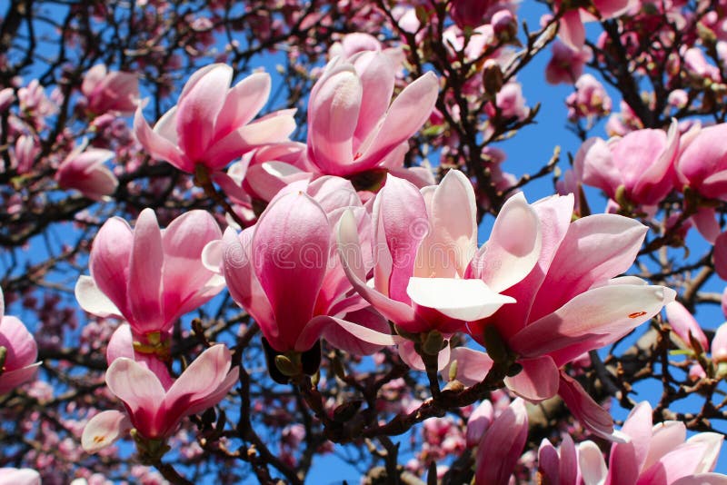 Magnoliowy drzewo obrazy stock