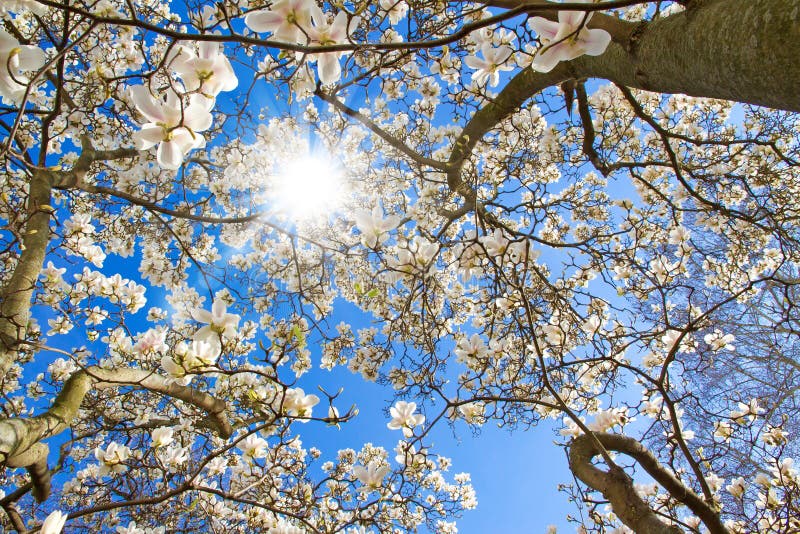 Magnoliowy drzewo na słonecznym dniu fotografia stock