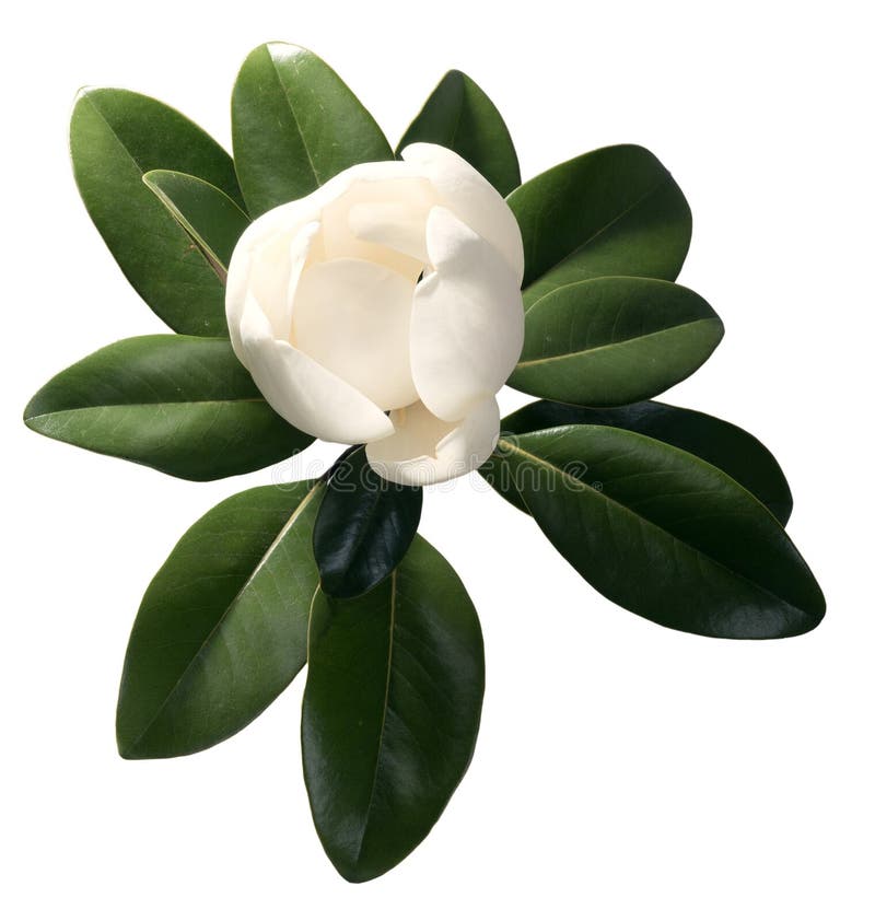 Magnoliowy drzewo otwiera ogromnego pączek odizolowywającego na białym tle zdjęcia stock Magnoliowy drzewo otwiera ogromnego pączek odizolowywającego na białym tle zdjęcia stock