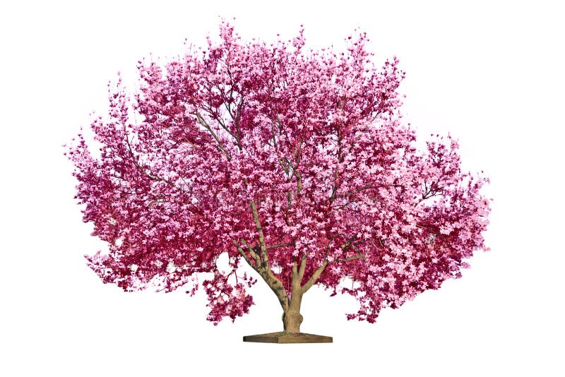 Magnoliowy kwitnący drzewo fotografia stock