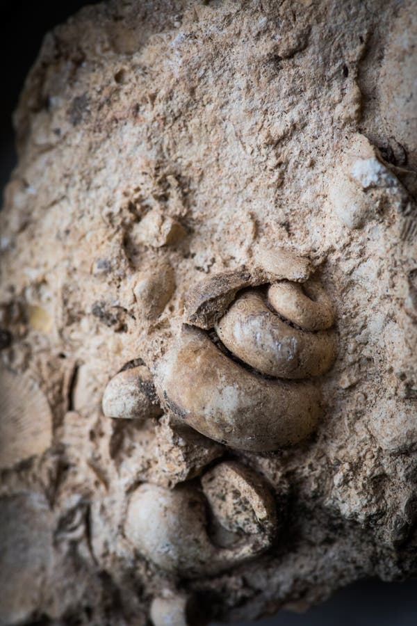 Close up shot of gastropod fossil trapped in sandstone. Close up shot of gastropod fossil trapped in sandstone