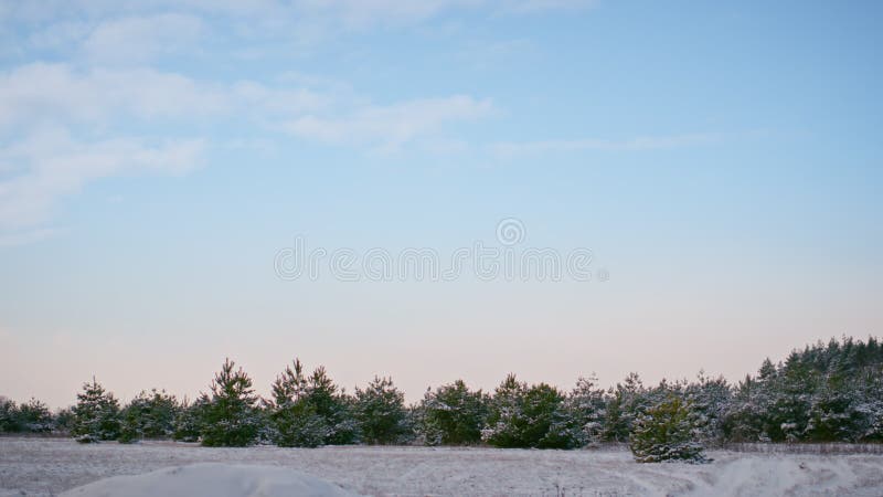 Magnífica vista del bosque nevado con árboles evergreen bajo un increíble cielo azul invernal.