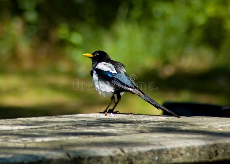 Magpie