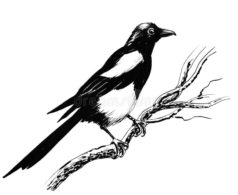 Magpie bird stock illustration. Illustration of animal - 101440371