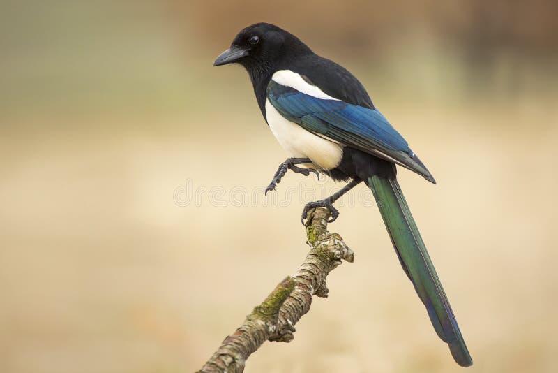 205 Magpies Branch Photos - Free & Royalty-Free Stock Photos from ...