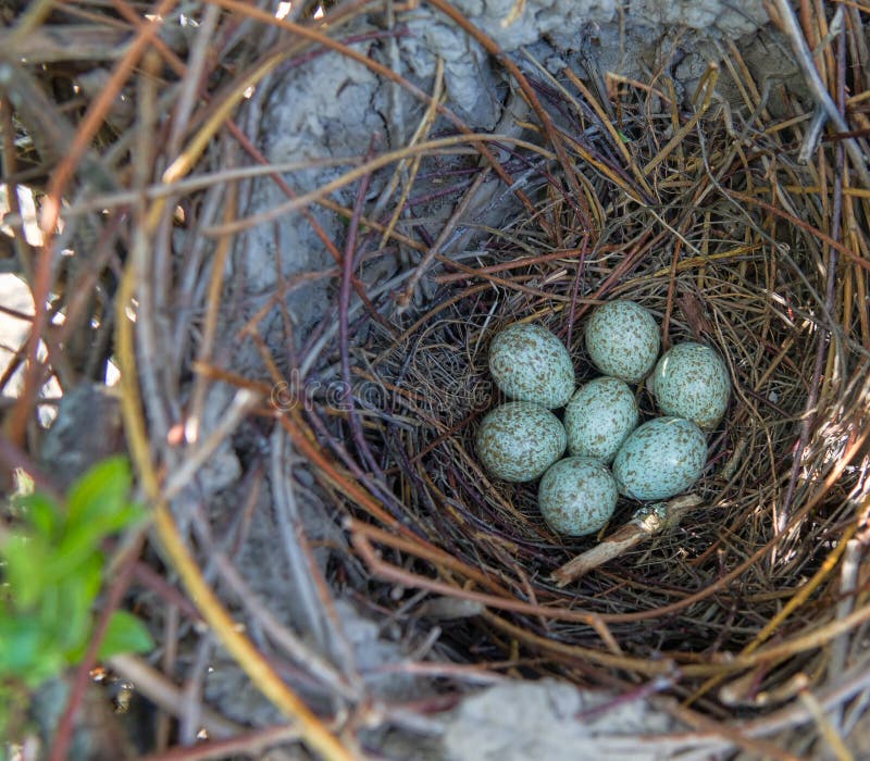 Magpie's Nest — menacing egg