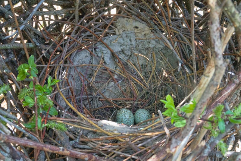 Magpie's Nest — menacing egg