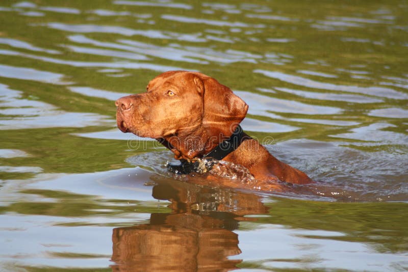 Magyar Vizsla Dog