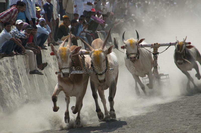 MAHARASHTRAEN INDIEN, April 2014, folket tycker om den traditionella oxevagnen som springer, eller bailgadasharyat fotografering för bildbyråer MAHARASHTRAEN INDIEN, April 2014, folket tycker om den traditionella oxevagnen som springer, eller bailgadasharyat fotografering för bildbyråer