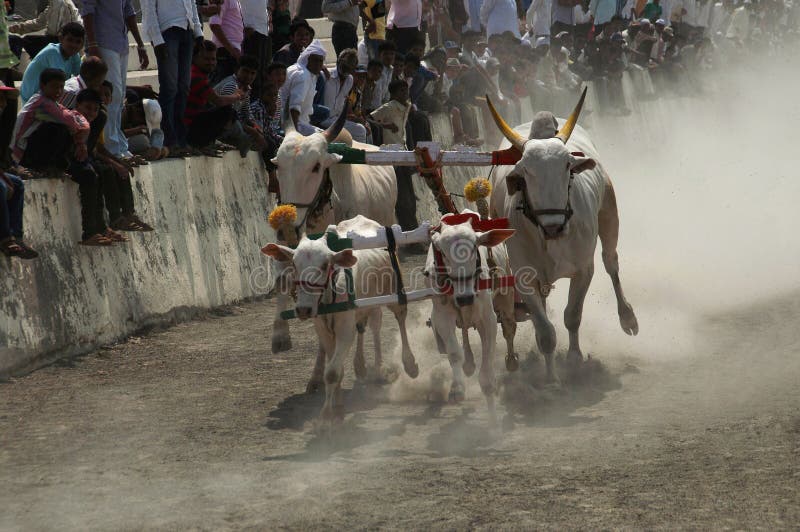 MAHARASHTRAEN INDIEN, April 2014, folket tycker om den traditionella oxevagnen som springer, eller bailgadasharyat royaltyfri fotografi MAHARASHTRAEN INDIEN, April 2014, folket tycker om den traditionella oxevagnen som springer, eller bailgadasharyat royaltyfri fotografi