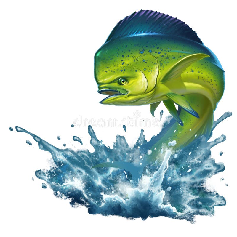 Mahi Mahi Clipart