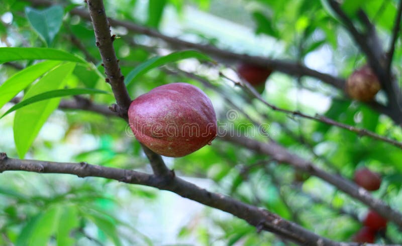 Mahkota dewa fruit  stock photo Image of fresh 