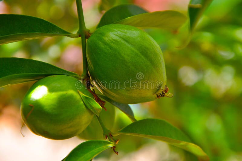 Mahkota Dewa Fruit  stock photo Image of taken boat 