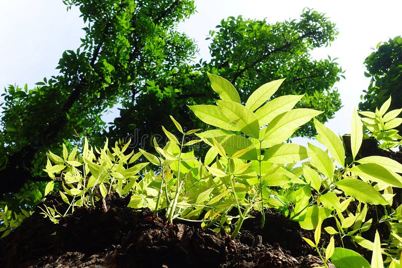 450+ Mahogany Tree Stock Photos, Pictures & Royalty-Free Images - iStock