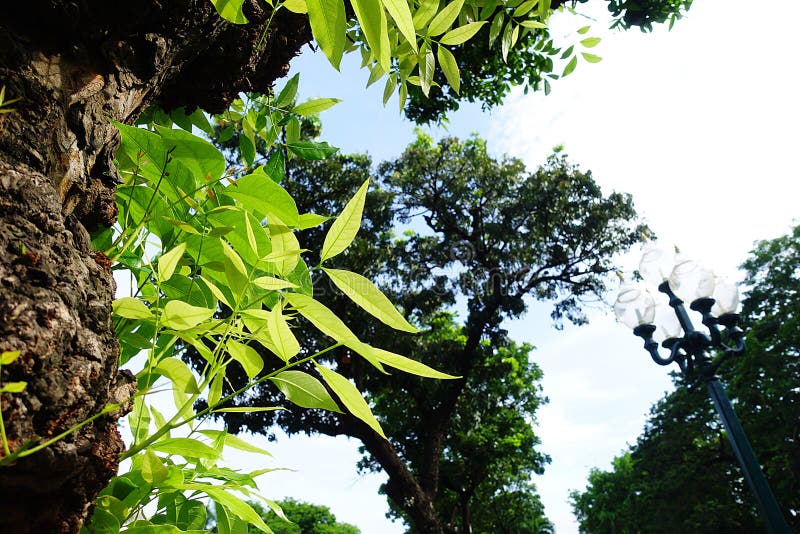 450+ Mahogany Tree Stock Photos, Pictures & Royalty-Free Images - iStock