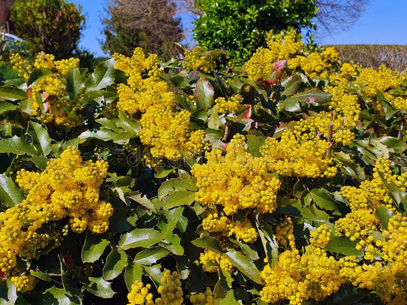 Mahonia aquifolium or the Oregon grape is an evergreen shrub that grows up to a meter high and up to 1.5 meters wide. The branches are erect. The leaves are arranged alternately and lichopernate. It is a shade-loving species, yet it thrives without problems even in partial shade and in the sun. Mahonia aquifolium or the Oregon grape is an evergreen shrub that grows up to a meter high and up to 1.5 meters wide. The branches are erect. The leaves are arranged alternately and lichopernate. It is a shade-loving species, yet it thrives without problems even in partial shade and in the sun.