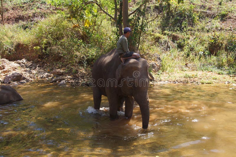 Mahout brengt zijn olifant aan de rivier