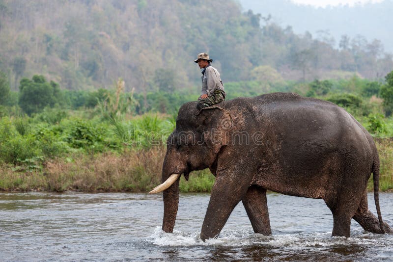 Mahout riding elephant in the river.