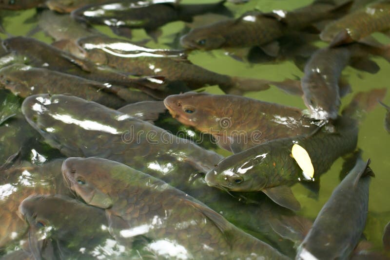 Mahseer Barb fish at Pliew Waterfall national park stock photography