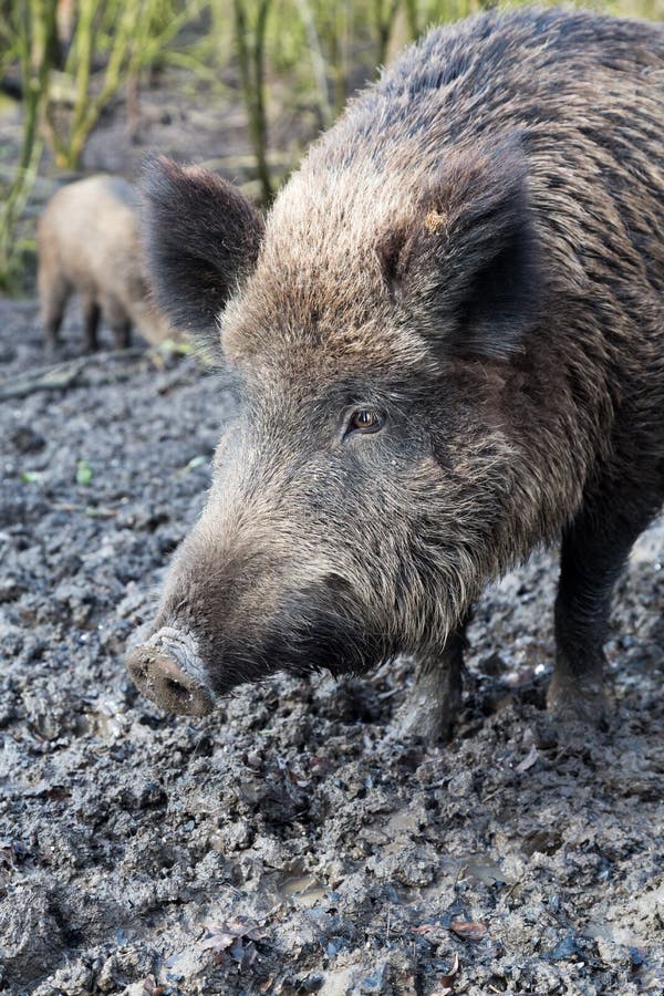 Fine Della Testa Del ` Del Maiale Su Immagine Stock Immagine di muso