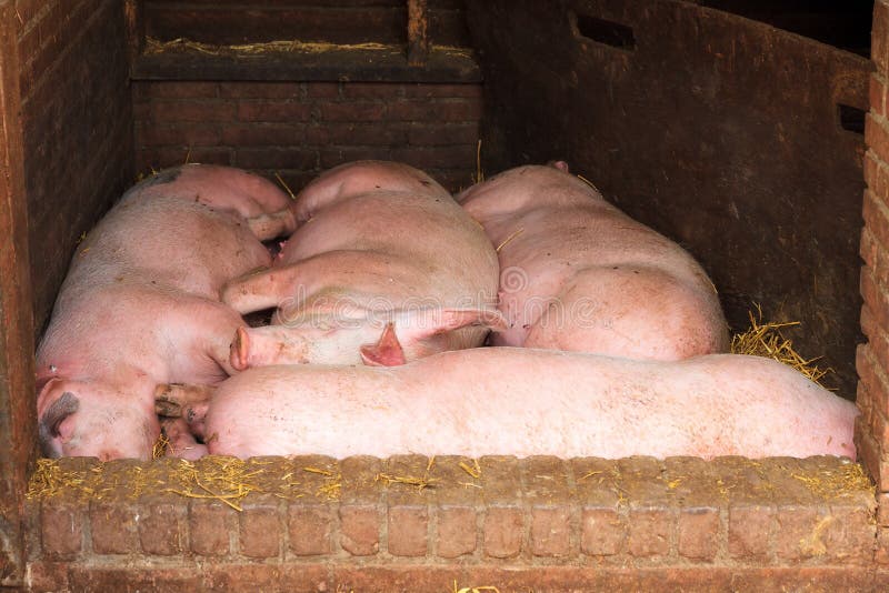 Maiali che dormono fotografia stock libera da diritti
