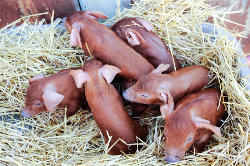 Maiali rossi della razza del duroc Recentemente sopportato Azienda agricola rurale dei maiali Porcellini svegli fotografia stock Maiali rossi della razza del duroc Recentemente sopportato Azienda agricola rurale dei maiali Porcellini svegli fotografia stock