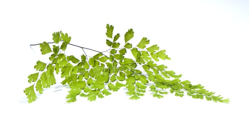 Maidenhair leaves stock image