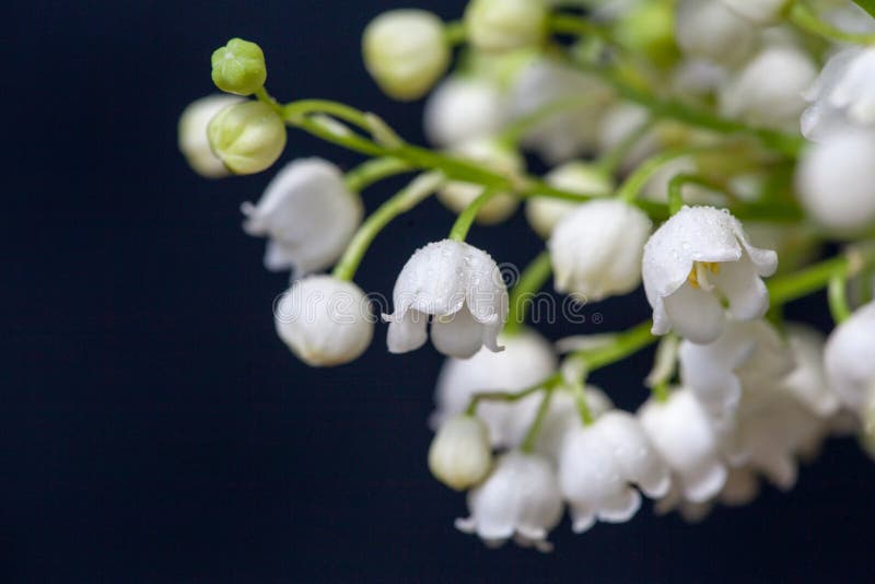 Maiglöckchenblumen auf einem schwarzen Hintergrund lizenzfreie stockfotografie Maiglöckchenblumen auf einem schwarzen Hintergrund lizenzfreie stockfotografie
