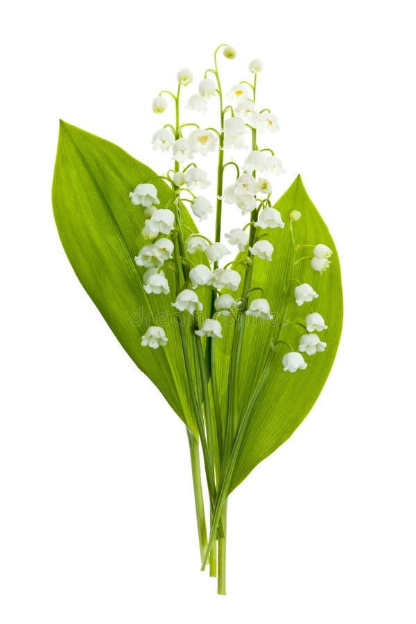 Maiglöckchenblumen auf Weiß lizenzfreies stockfoto