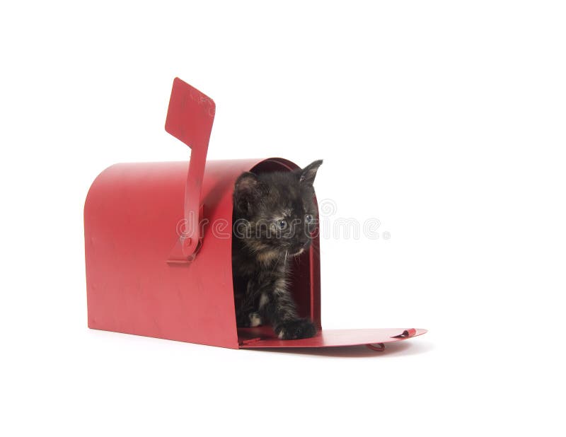 Mail order kitten stock photo. Image of ears, newborn 2434520