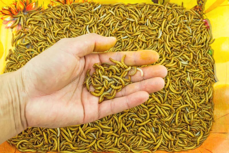Main d'alimentation de ver de farine d'exposition de l'homme pour des animaux sur le plateau orange dans images stock Main d'alimentation de ver de farine d'exposition de l'homme pour des animaux sur le plateau orange dans images stock