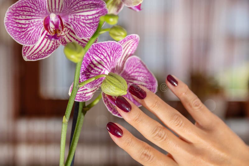 Main de femme avec le vernis à ongles de couleur du vin et la fleur pourpre d'orchidée image stock Main de femme avec le vernis à ongles de couleur du vin et la fleur pourpre d'orchidée image stock