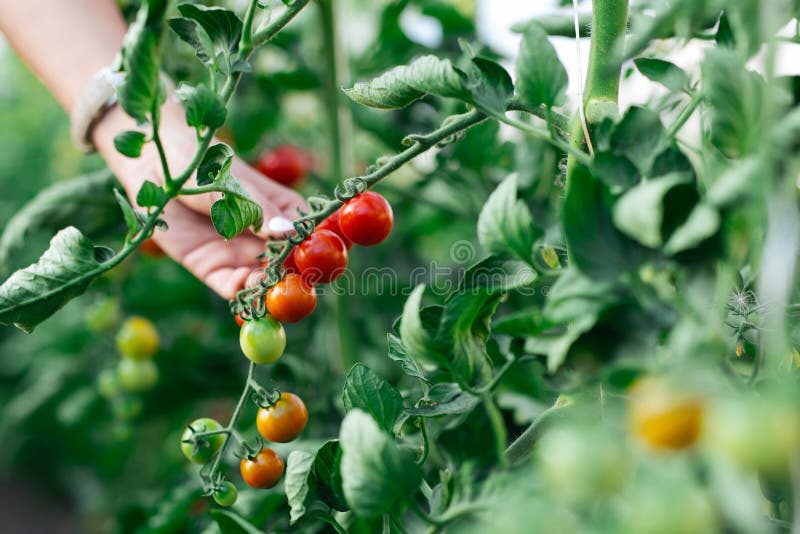Main de femme sélectionnant les tomates-cerises rouges mûres dans la ferme de maison verte images libres de droits Main de femme sélectionnant les tomates-cerises rouges mûres dans la ferme de maison verte images libres de droits