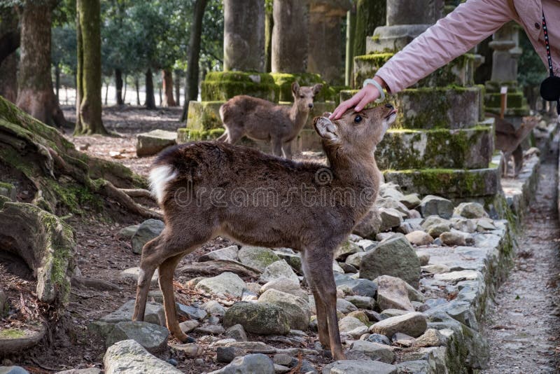 Main de fille choyant un beau cerf commun de bébé à Nara, Japon photographie stock libre de droits Main de fille choyant un beau cerf commun de bébé à Nara, Japon photographie stock libre de droits