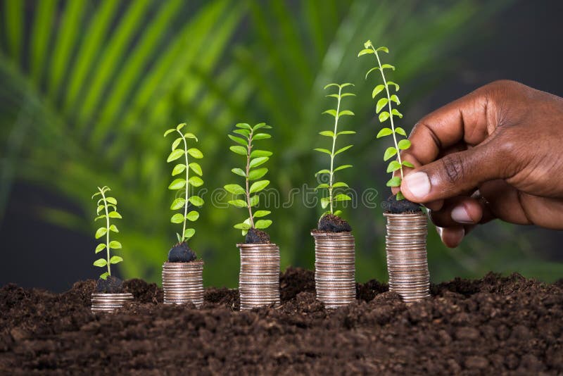 Person`s Hand Holding Small Plant On Stacked Coins. Person`s Hand Holding Small Plant On Stacked Coins