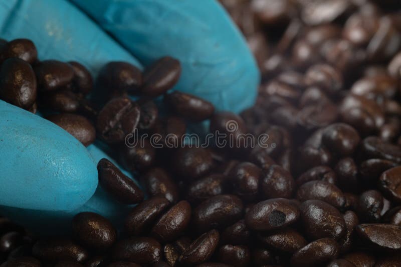 Main en grains de caf? bleus de r?ti de participation de gant images stock Main en grains de caf? bleus de r?ti de participation de gant images stock