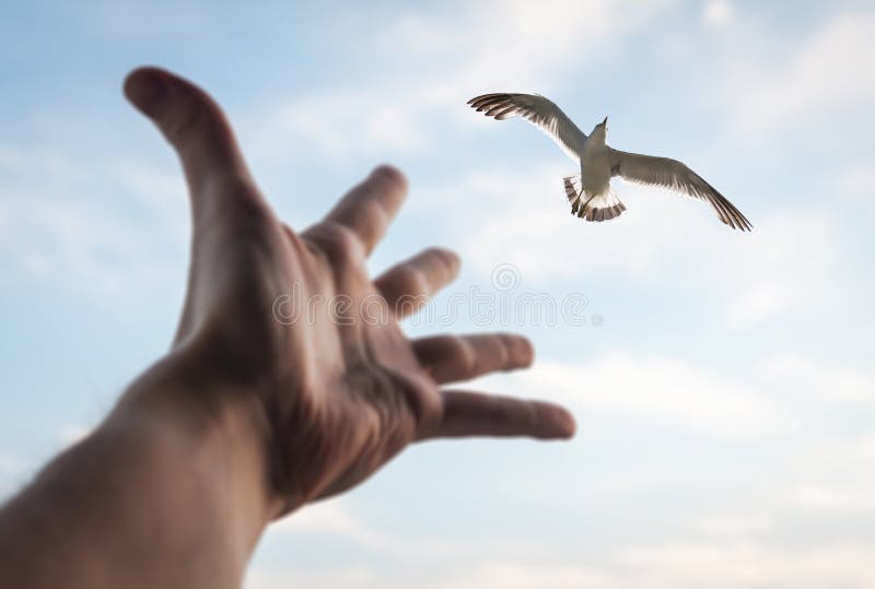 Main Et Oiseau Dans Le Ciel. Image stock Image du oiseau, christ